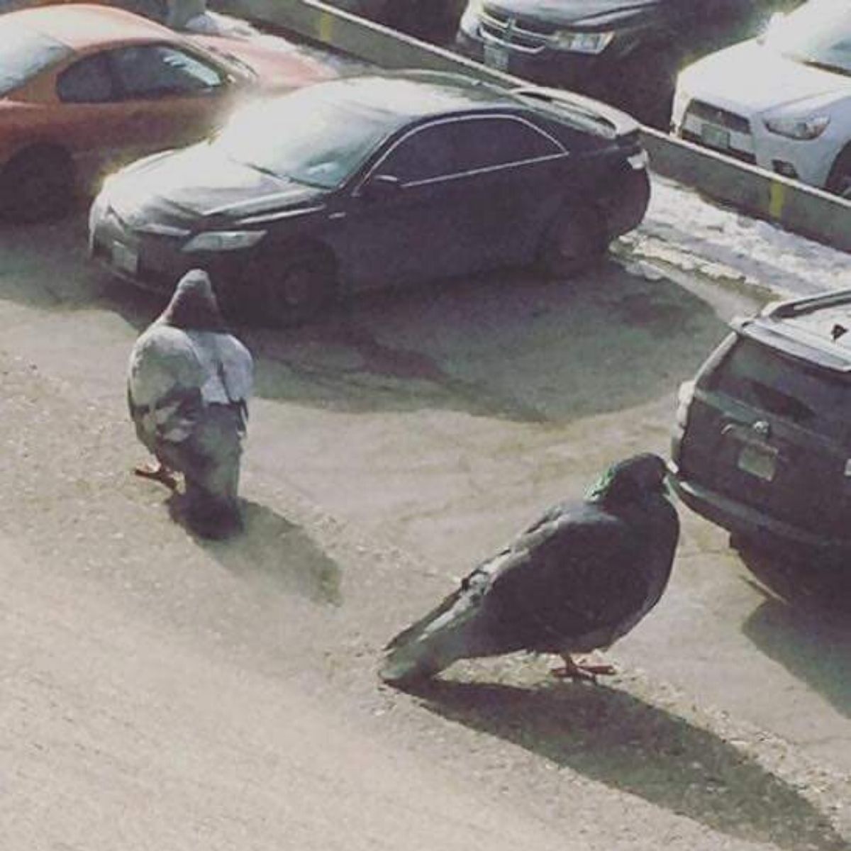 birds trying to find where they parked the car