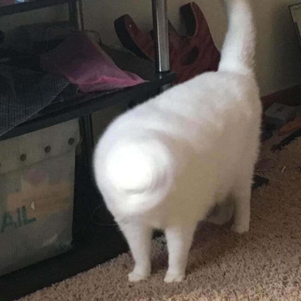 cat shaking it's head at a bad time