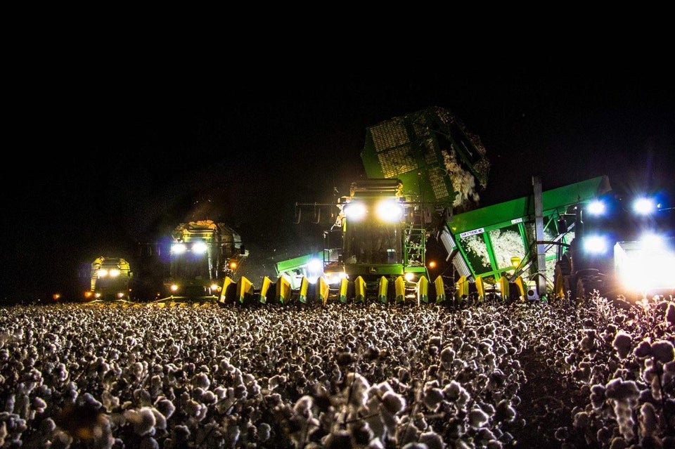 cotton field that looks like a concert