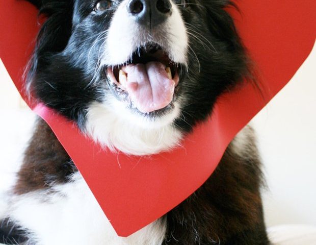 Créez la CUTEST Valentine cette année - tout ce dont vous avez besoin est votre chien préféré et du carton pour créer une Saint-Valentin pour chien en moins de 5 minutes !