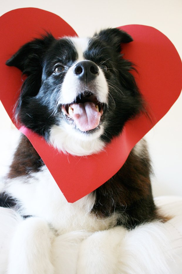 Créez la CUTEST Valentine cette année - tout ce dont vous avez besoin est votre chien préféré et du carton pour créer une Saint-Valentin pour chien en moins de 5 minutes !